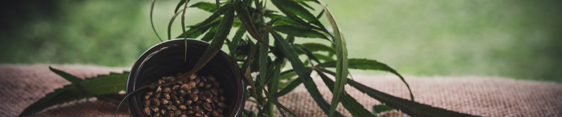 Ce que l'on peut faire avec des graines de cannabis de collection