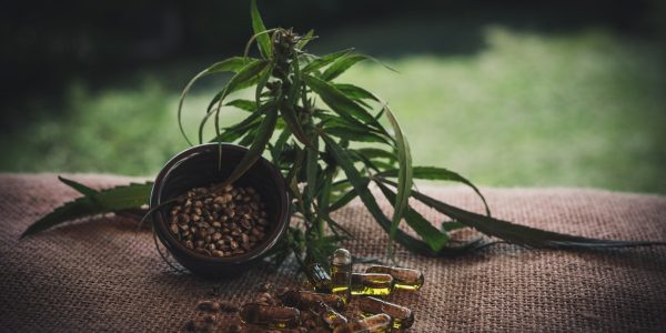 Ce que l'on peut faire avec des graines de cannabis de collection
