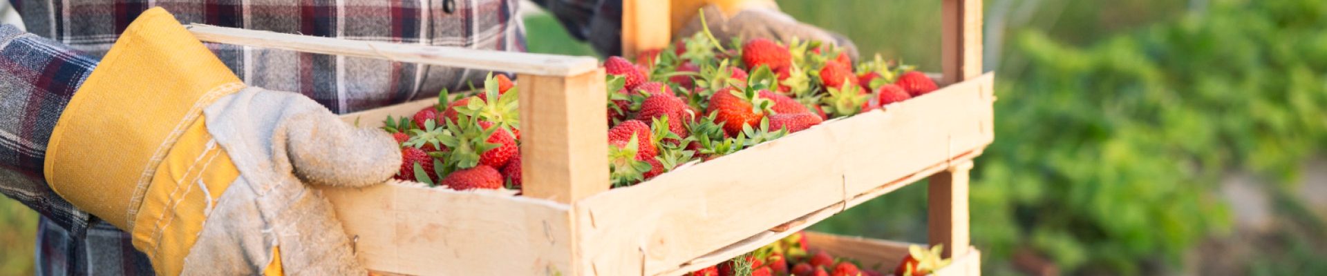 Profitez de la vente directe de fraises à la ferme à Bayonne !