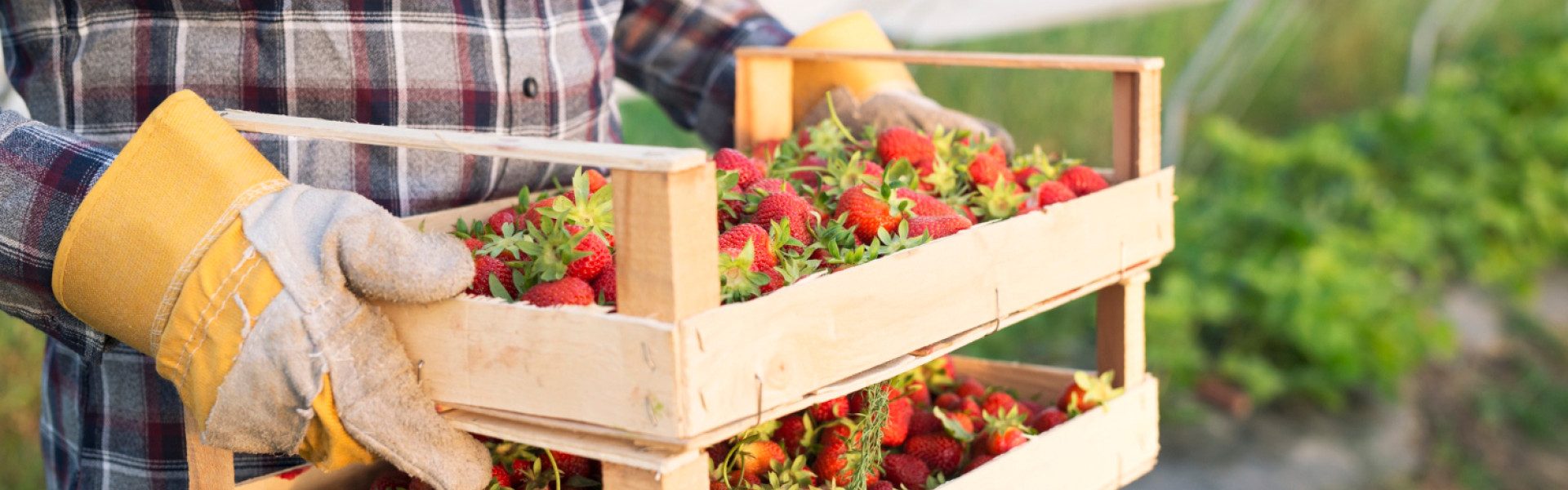 Profitez de la vente directe de fraises à la ferme à Bayonne !