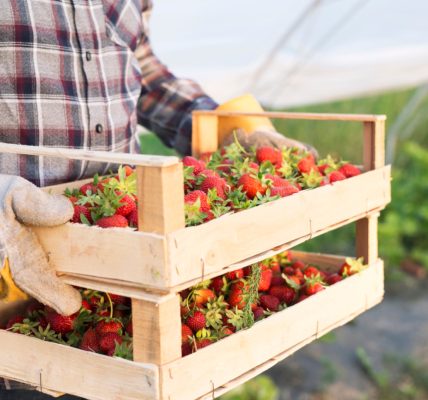 Profitez de la vente directe de fraises à la ferme à Bayonne !
