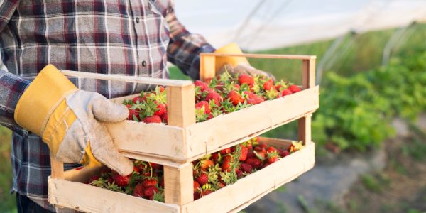 Profitez de la vente directe de fraises à la ferme à Bayonne !